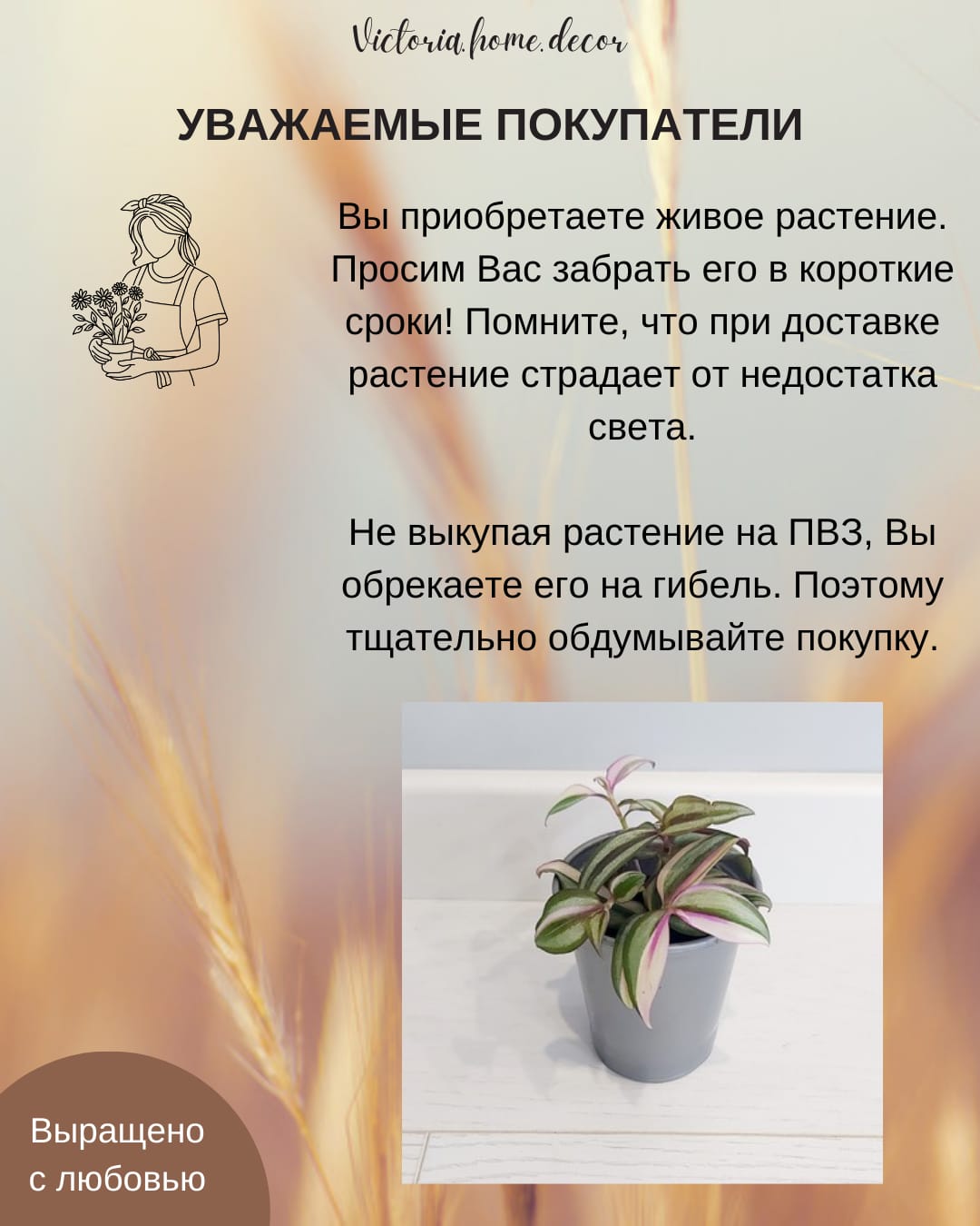 Традесканция Zebrina Qvadricolor/ Зебрина Квадриколор — фото 13
