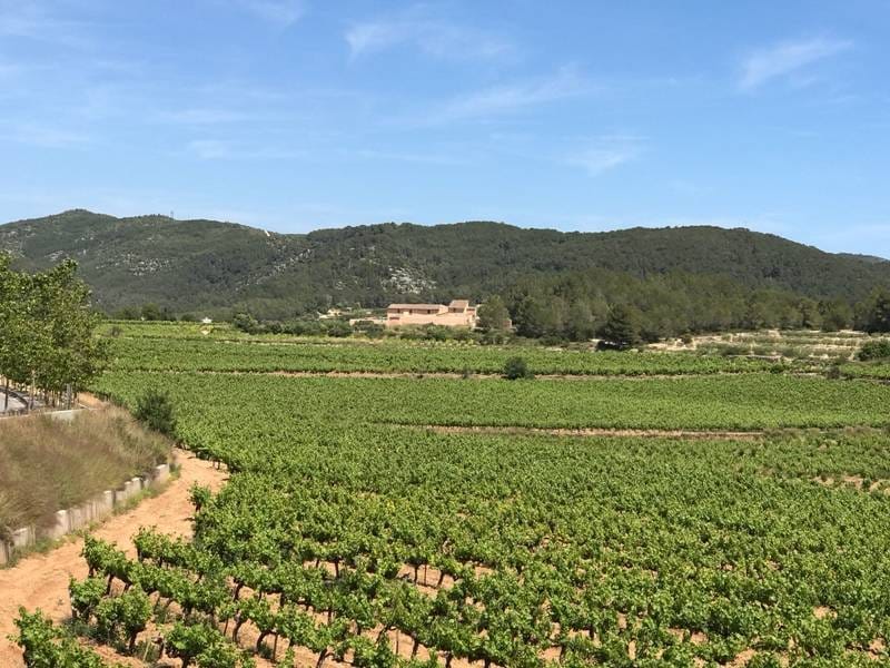 ПОМЕСТЬЕ С ВИНОГРАДНИКАМИ В ИСПАНИИ — фото 30