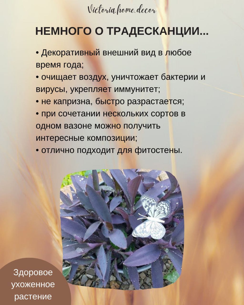 Традесканция Setcreasea-Pallida Purpurea / Сеткреазия-Паллида пурпурная — фото 4