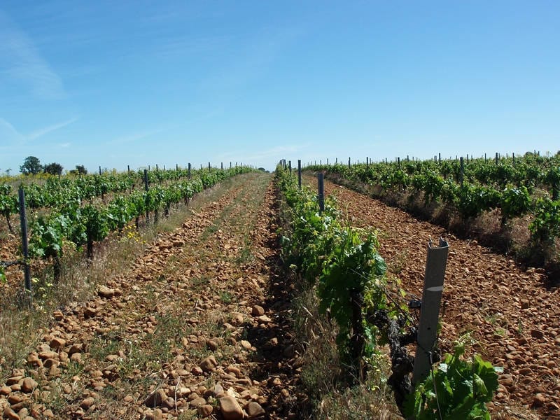 ВИНОДЕЛЬНЯ С ВИНГРАДНИКАМИ В ИСПАНИИ