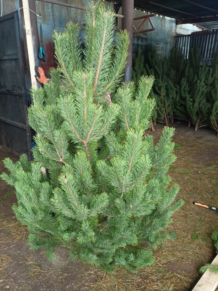 «Ёлочный Базар» - живые елки в Серпухове — фото 2
