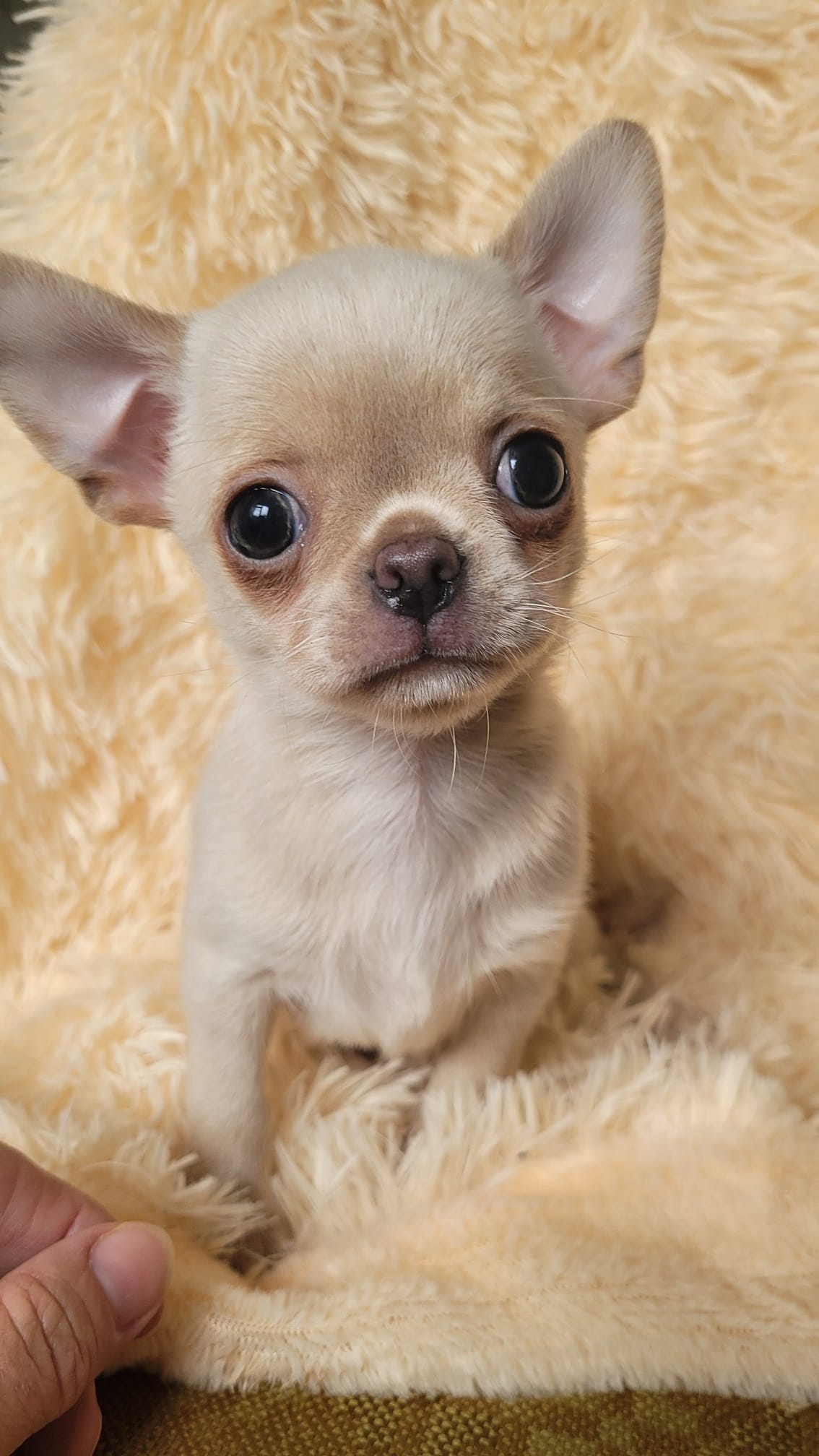 Чихуахуа щенки — фото 2