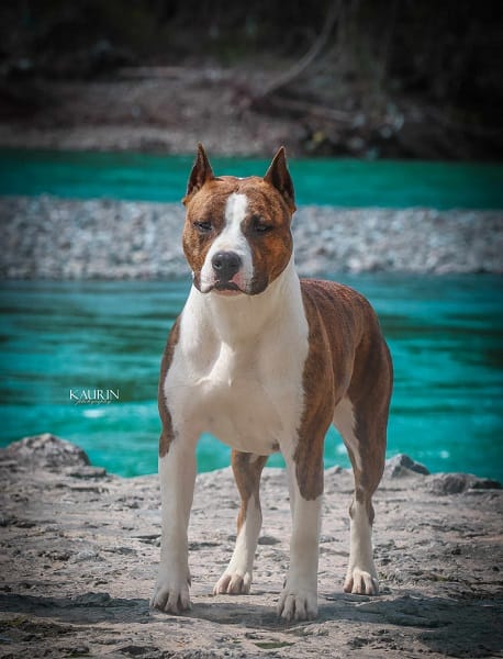 Американский стаффордширский терьер, щенки высшего качества — фото 9