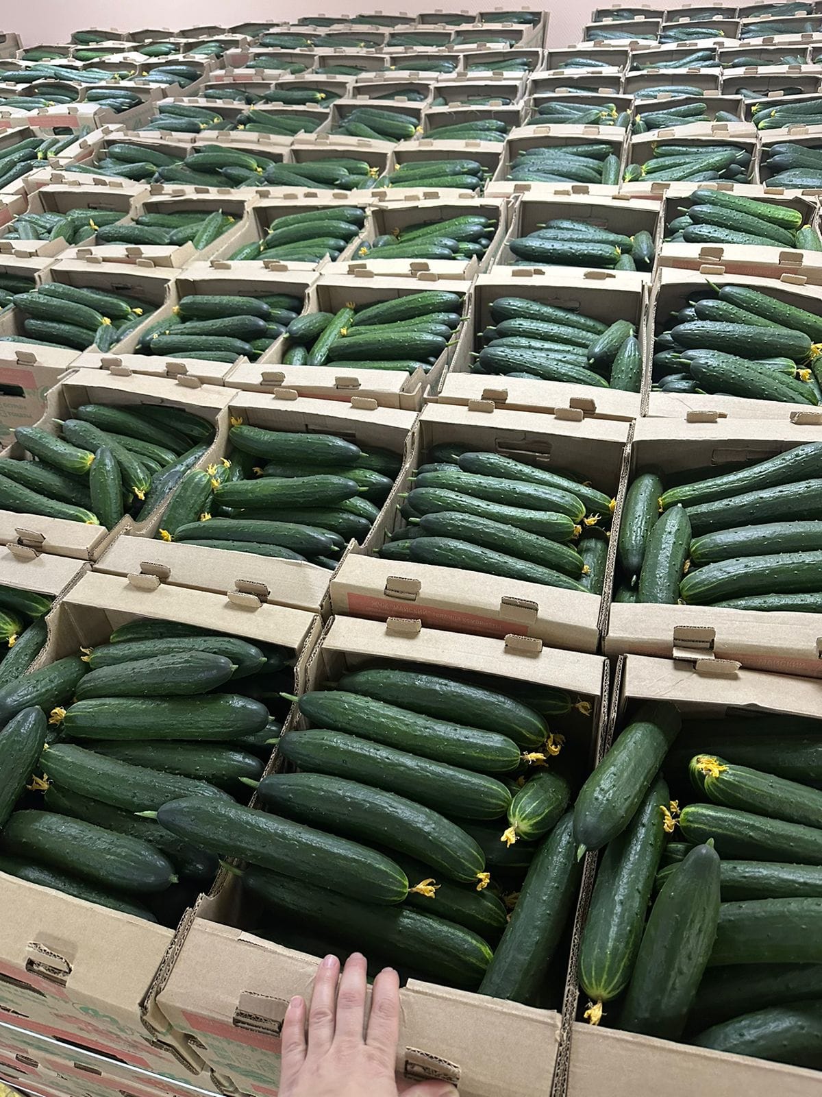 Огурец тепличный колючий среднеплодный Святогор Премиум — фото 4