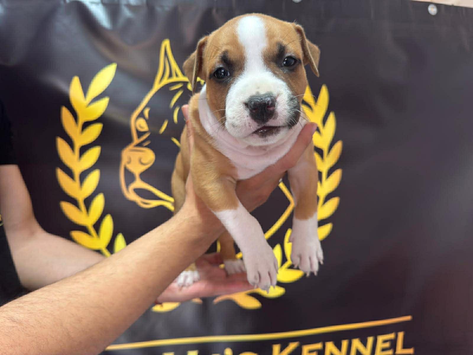 Щенки американского стаффордширского терьера — фото 4