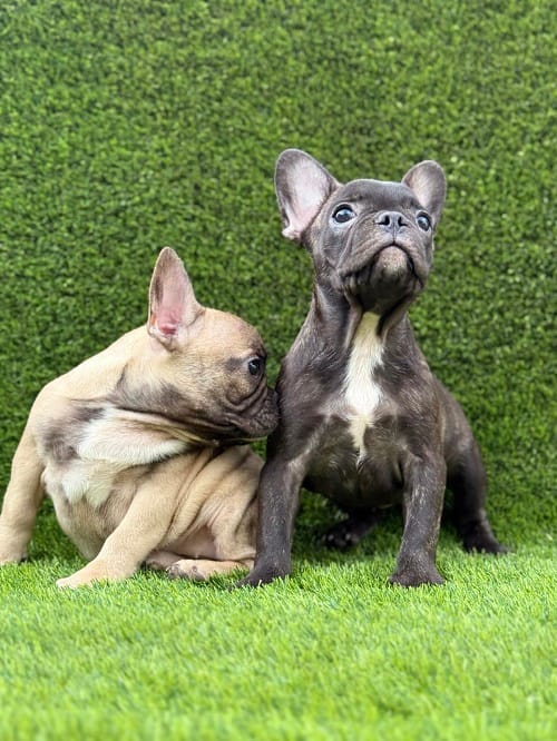 Французский бульдог — фото 7