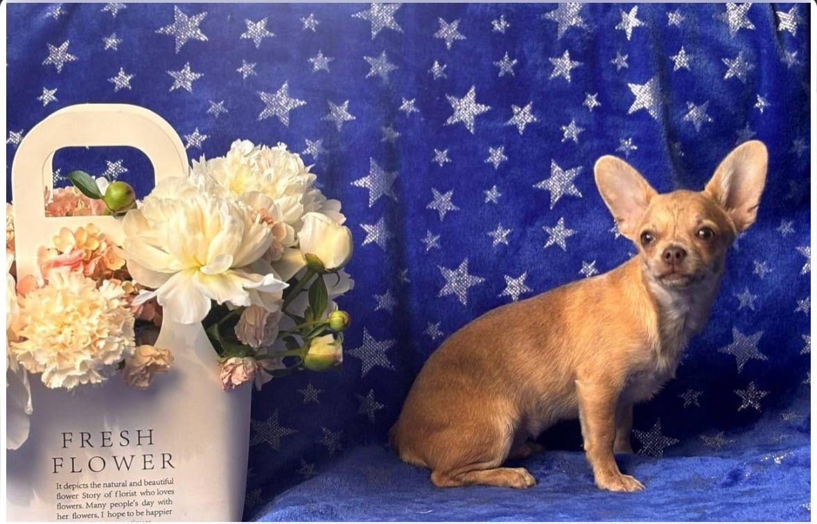 Чихуа-хуа подросток бюджетно. Декабрь 2025