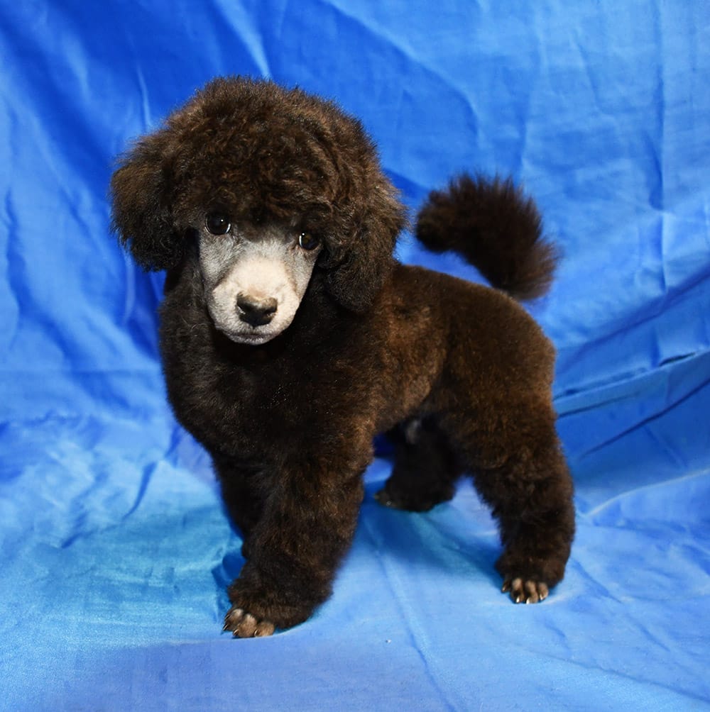 Щенок  пуделя серебристый ДЖЕНТЛИ БОРН  ФЛЭШ РОЯЛЬ