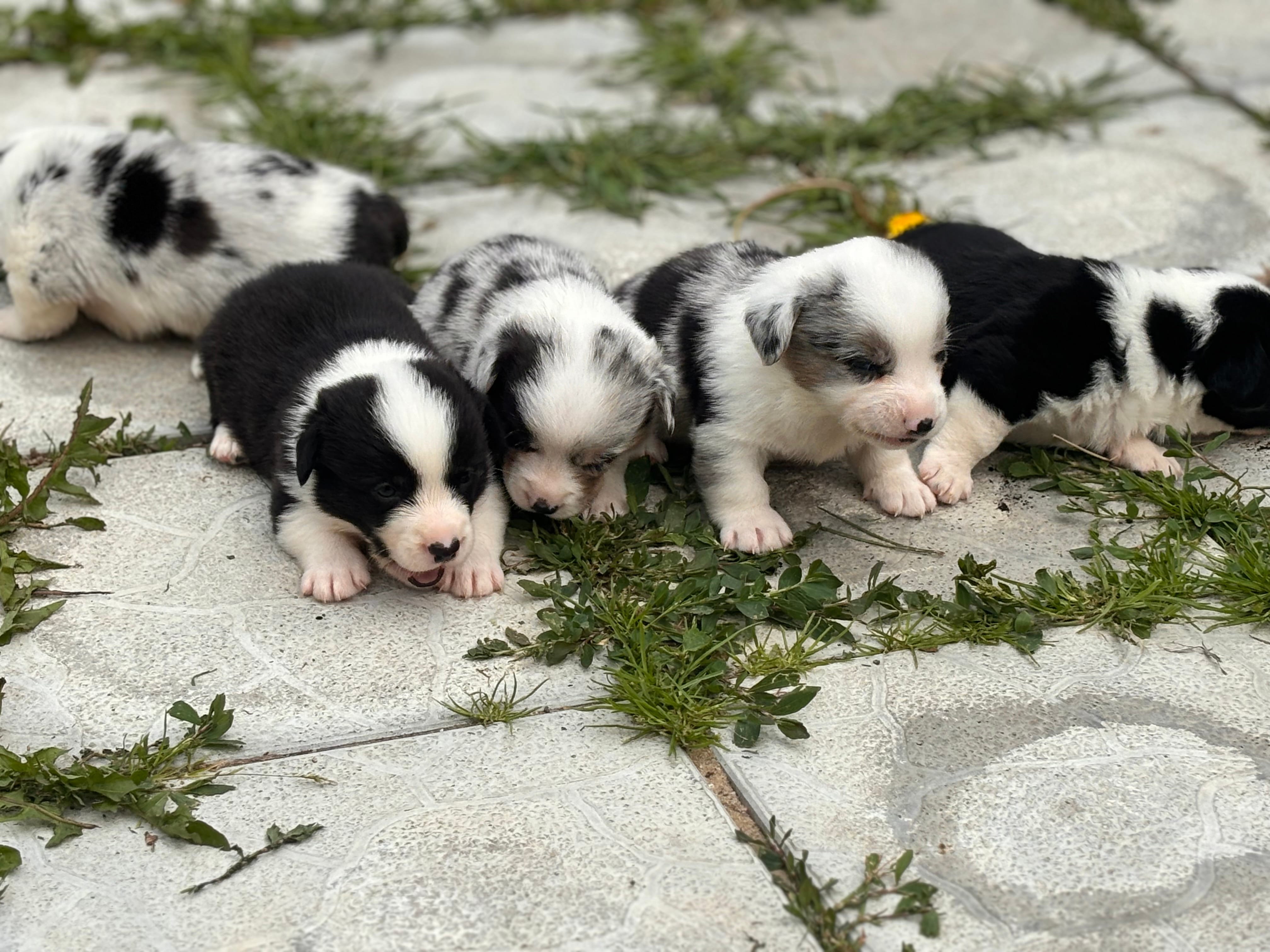 Корги мрамор и триколор — фото 3