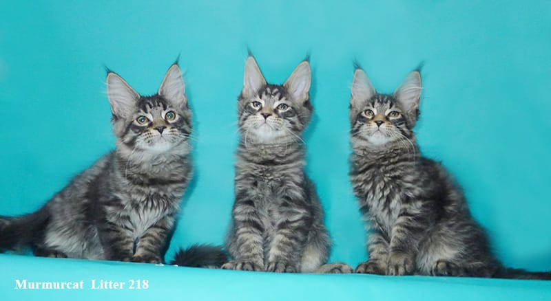 Мейн кун котята из питомника Murmurcat — фото 5