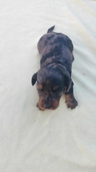 Длинношерстная такса — фото 7