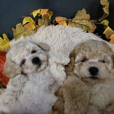 Щенки мальтипу, очаровательные малыши — фото 2