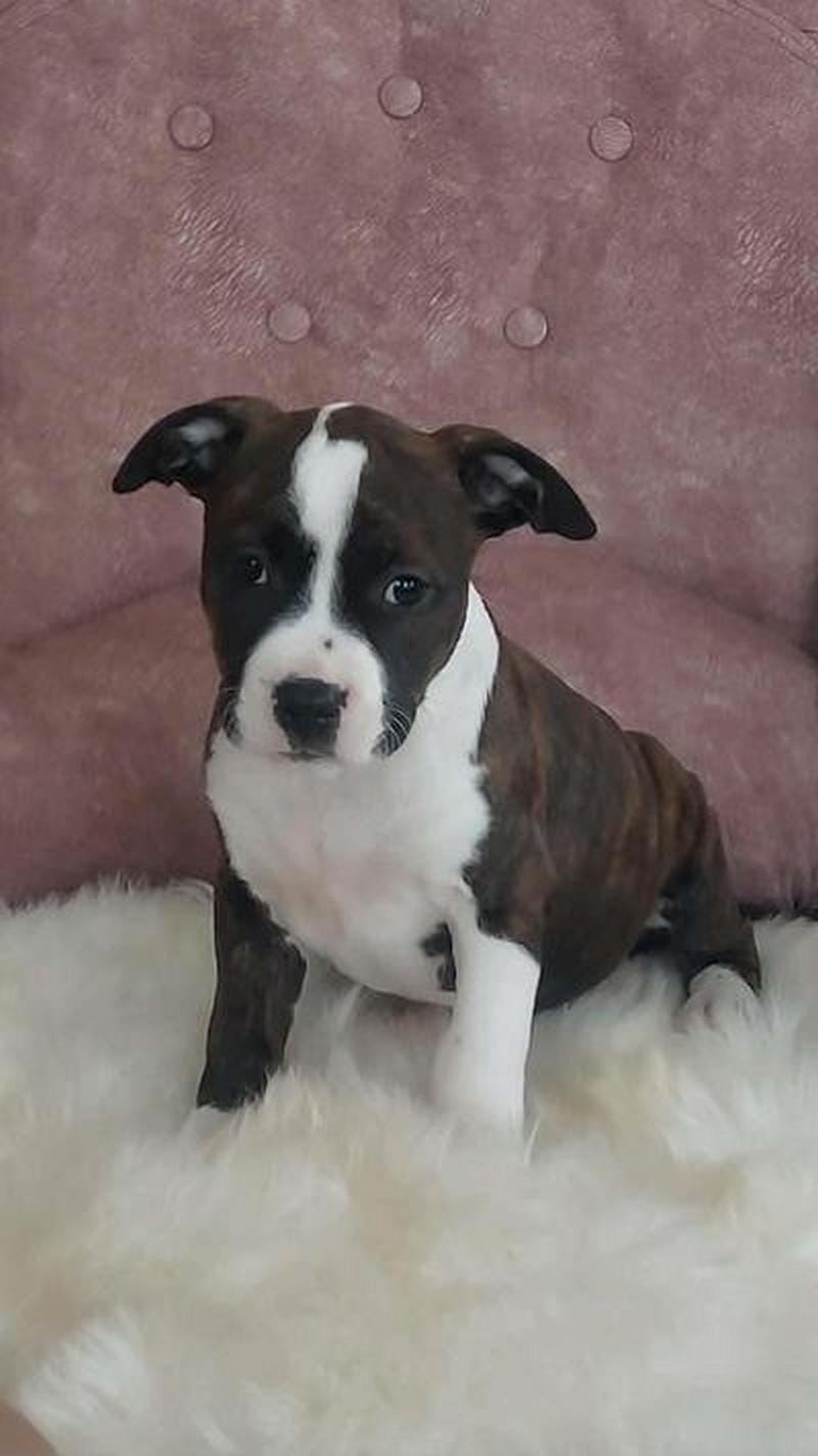 Щенки американского стаффордширского терьера — фото 2