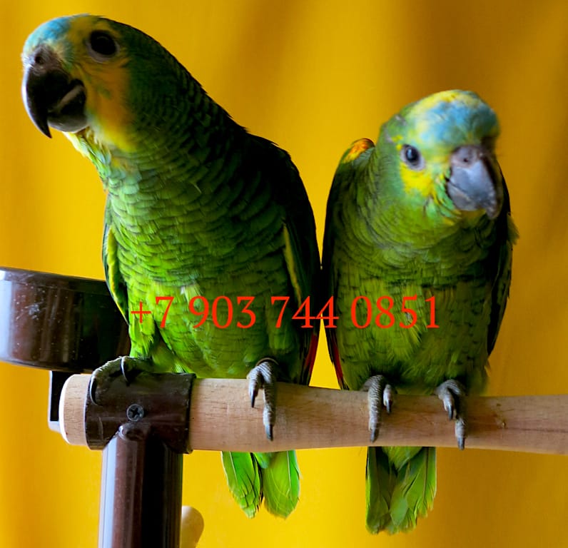 Синелобый амазон (Amazona aestiva aestiva) - ручные птенцы из питомника