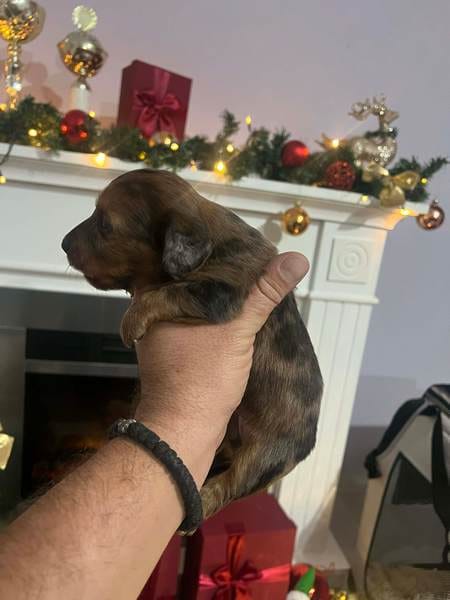 Щенки миниатюрных длинношерстных такс — фото 6