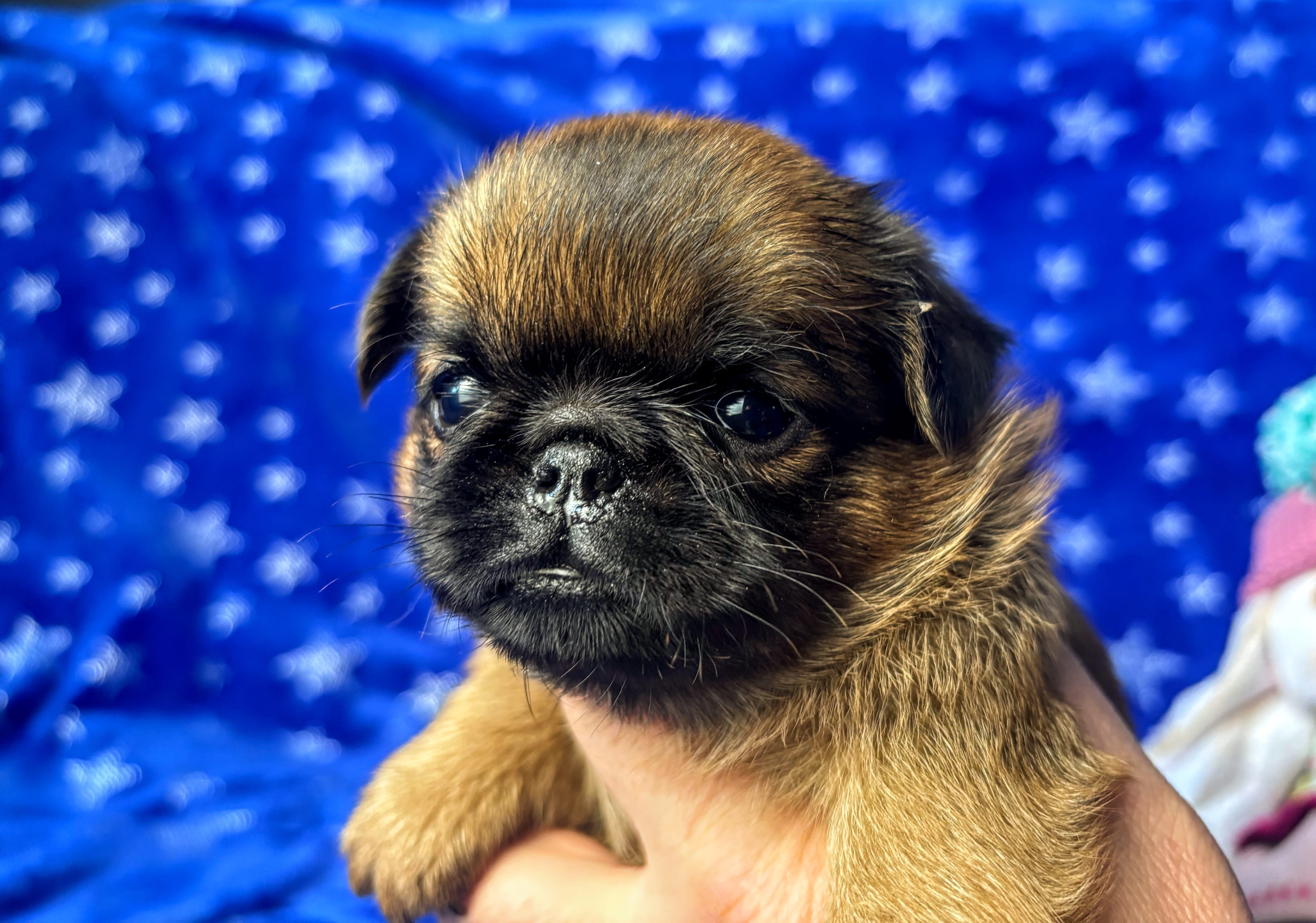 Пти брабансон рыжая девочка. Февраль 2026