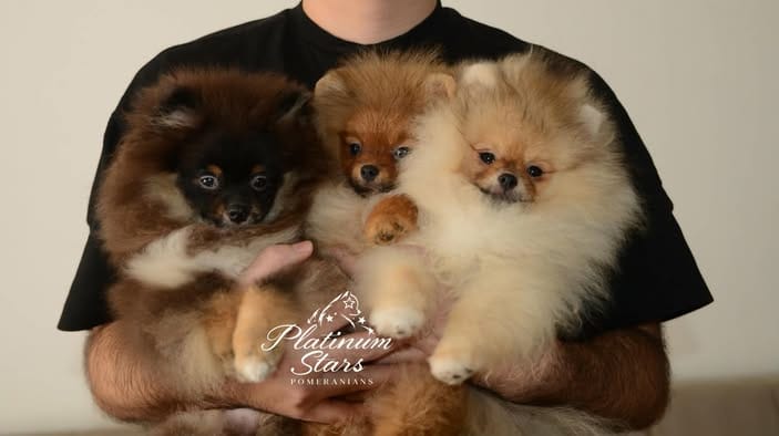 Щенки миниатюрного немецкого шпица (померанского шпица)