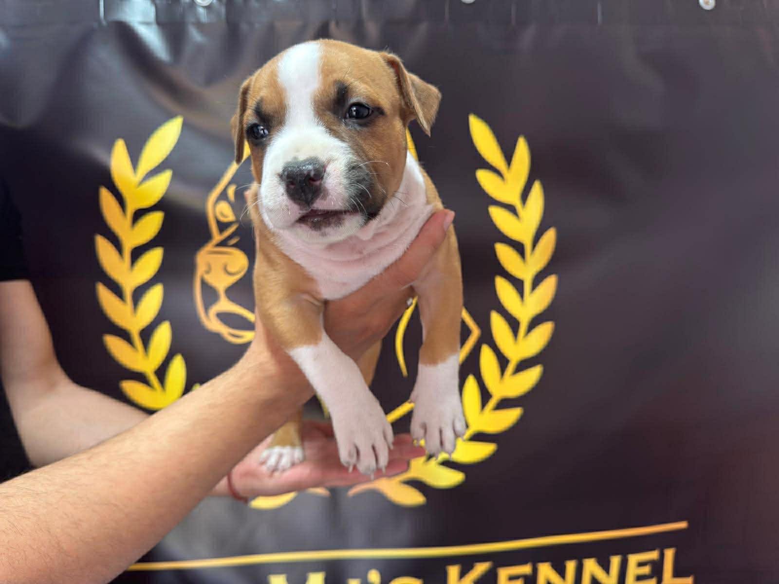 Щенки американского стаффордширского терьера — фото 2