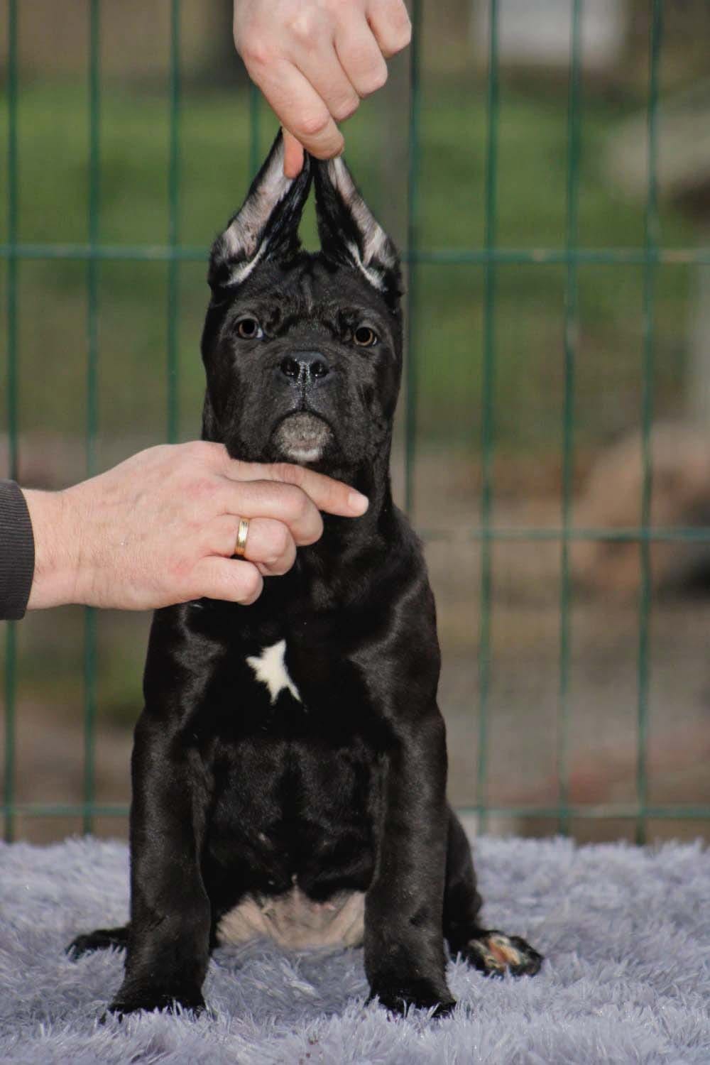 Щенки Кане Корсо на продажу — фото 5