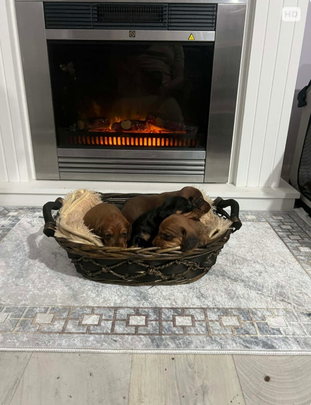 Короткошерстные таксы — фото 6