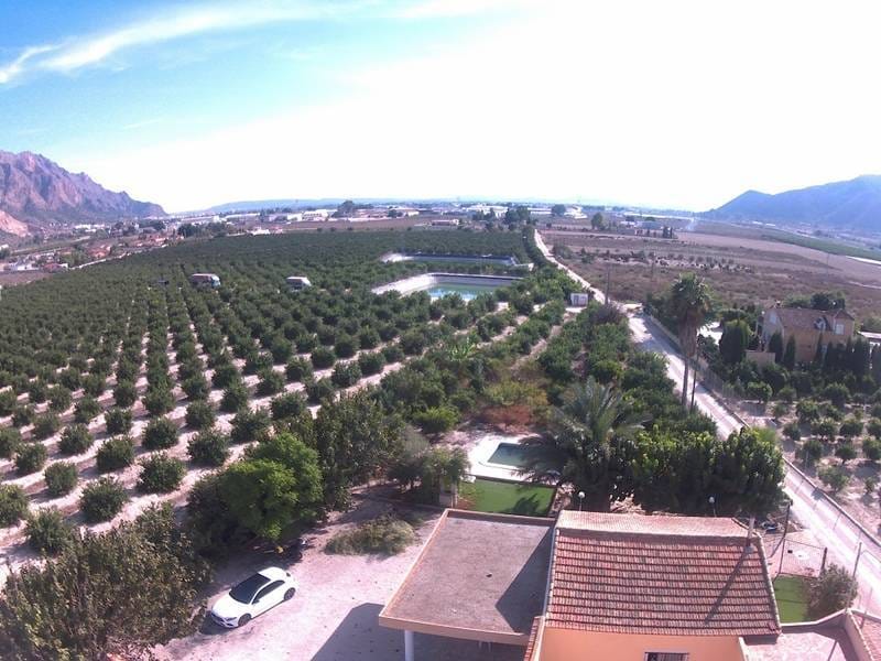 ПЛАНТАЦИЯ ЦИТРУСОВЫХ В ИСПАНИИ — фото 42