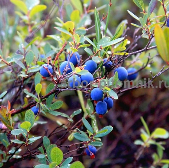 Саженцы и крупномеры голубики купить в Москве и Подмосковье с посадкой — фото 3