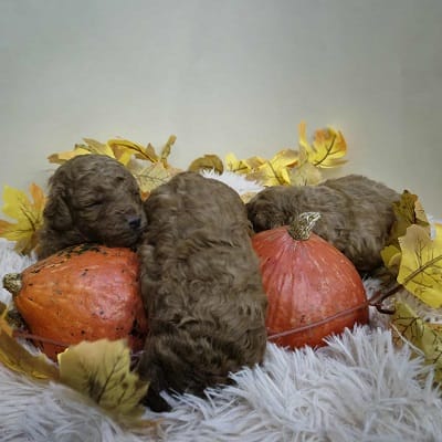 Щенки пуделя экстра-класса