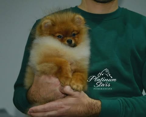 Щенки миниатюрного немецкого шпица (померанского шпица) — фото 8