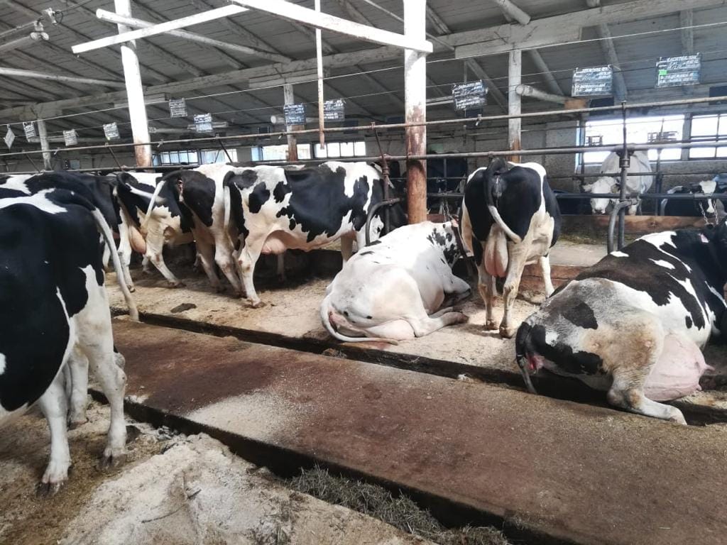 Нетели племенные чистопородные — фото 2