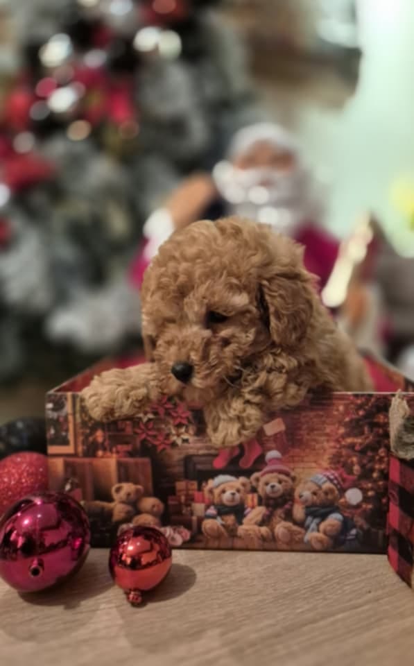 Красивый щенок пуделя, девочка