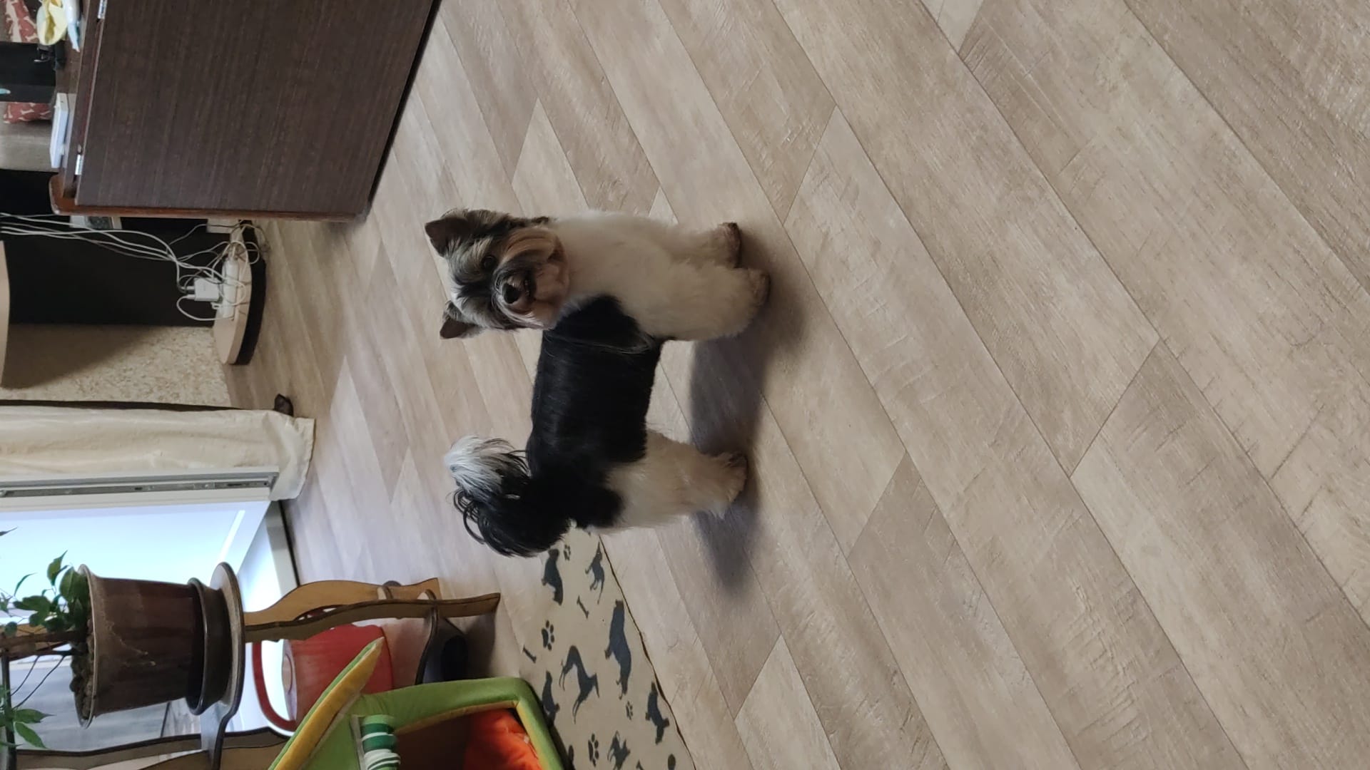 Стрижка собак и кошек — фото 9