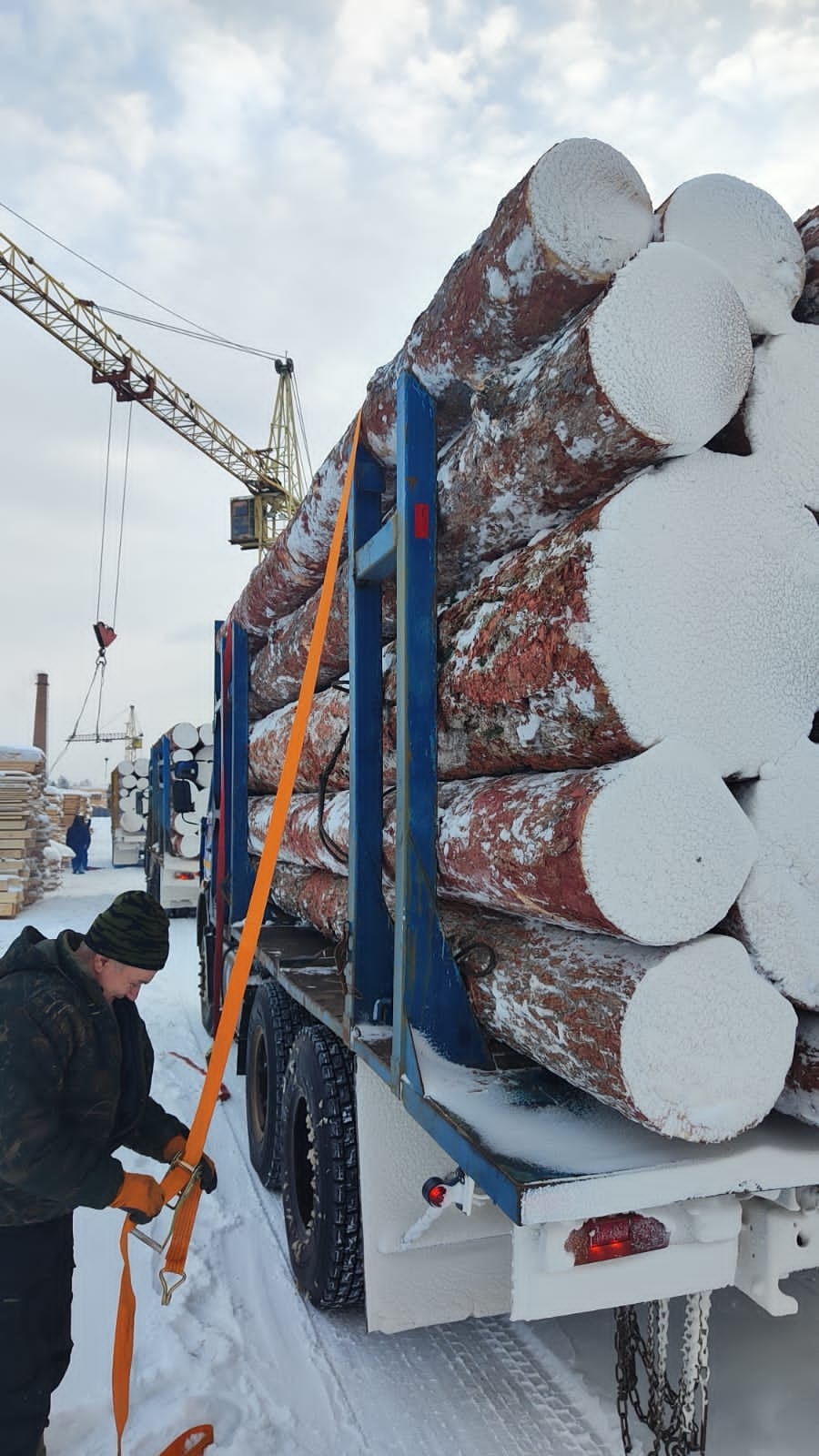 Кедр кругляк продажа оптом. — фото 2