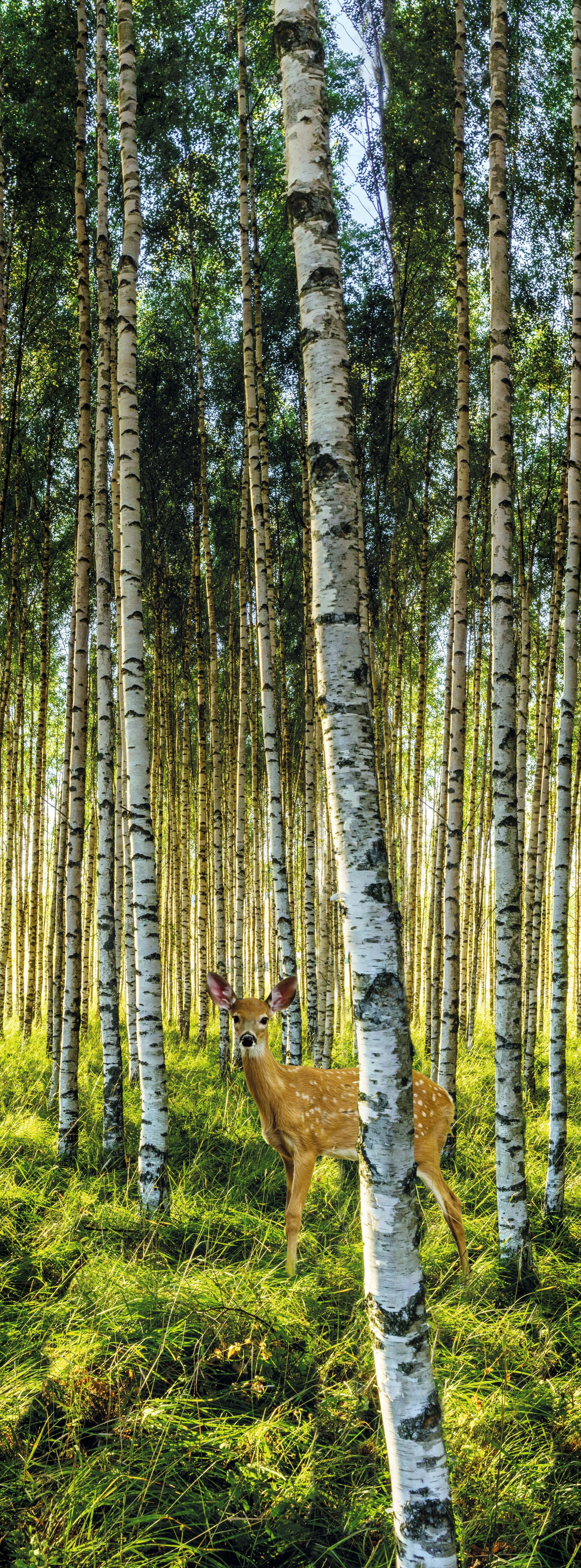 ПВХ панель Берёзовая роща Косуля (4 панели панно)           0,          25х2,          7м