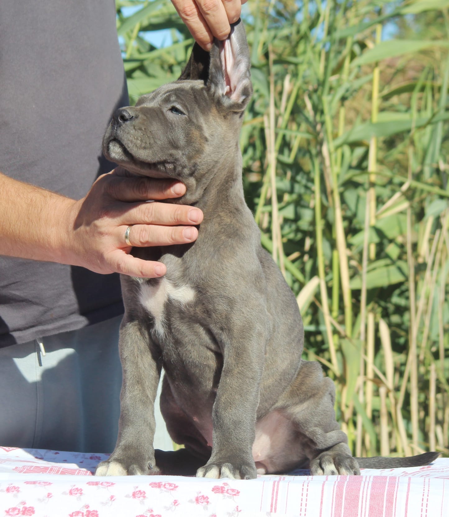 Щенки кане-корсо — фото 3