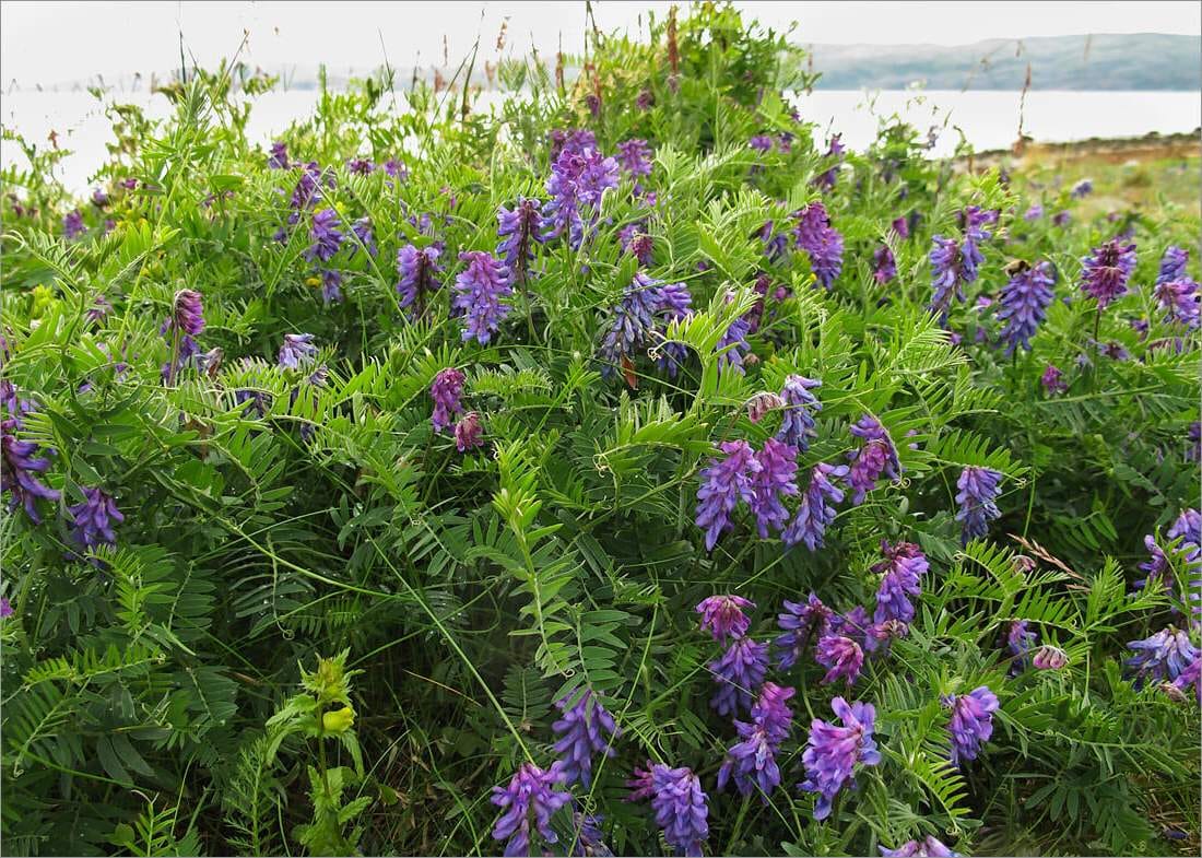 Семена Вики Озимой мохнатой