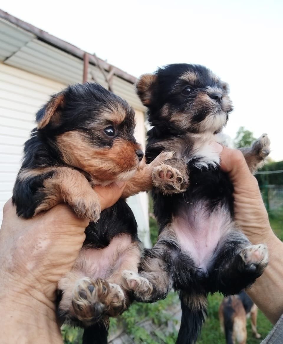 Йоркширский терьер мини, есть доставка — фото 3