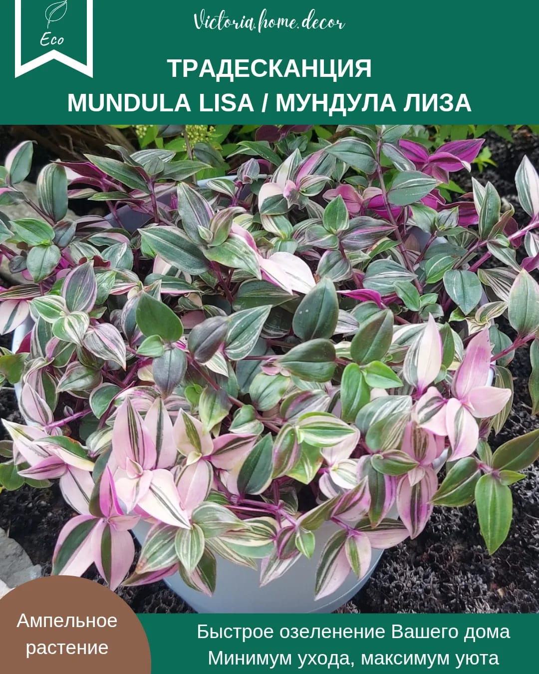 Традесканция Mundula Lisa/Мундула Лиза — фото 2