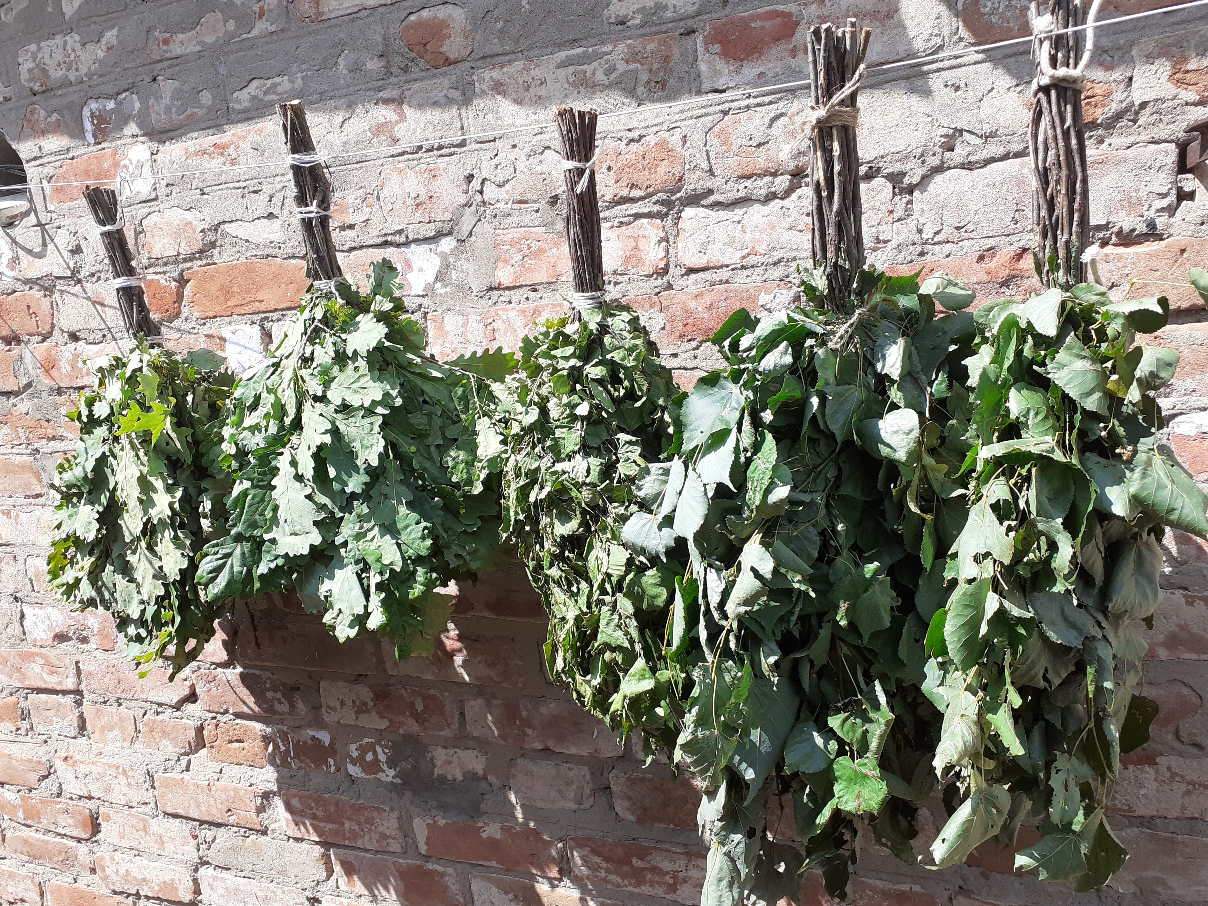 Веники для бани. — фото 9