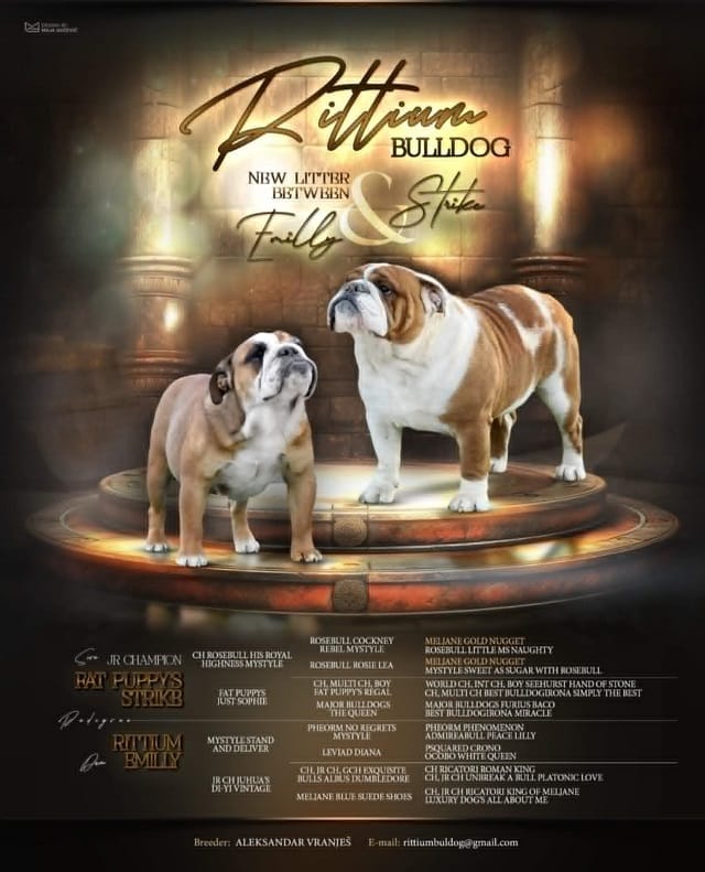 Английский бульдог — фото 5