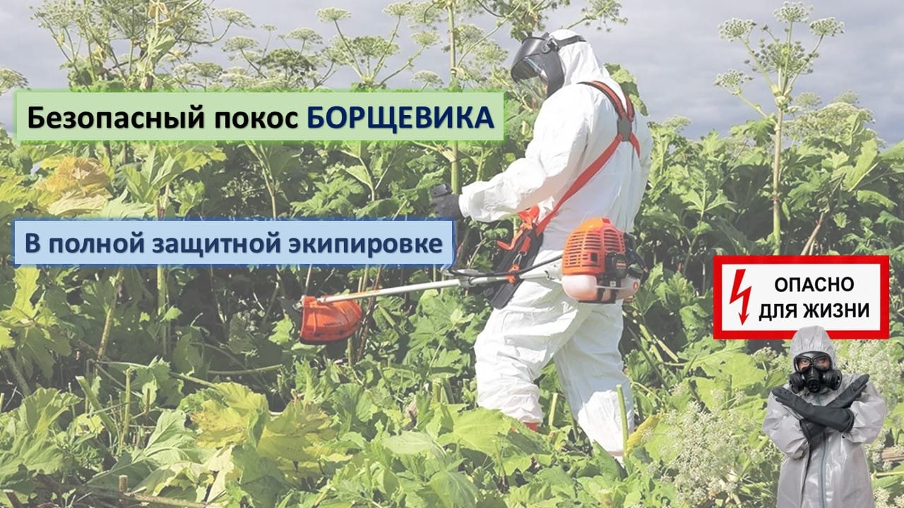 Покос борщевика в Казани и пригороде
