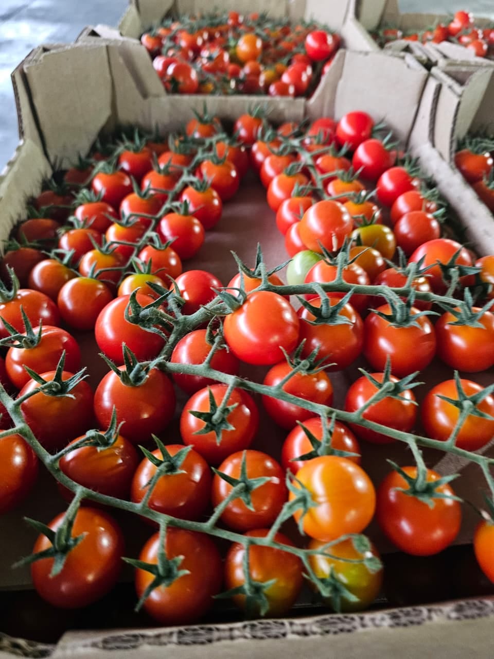 Томат черри тепличный — фото 5