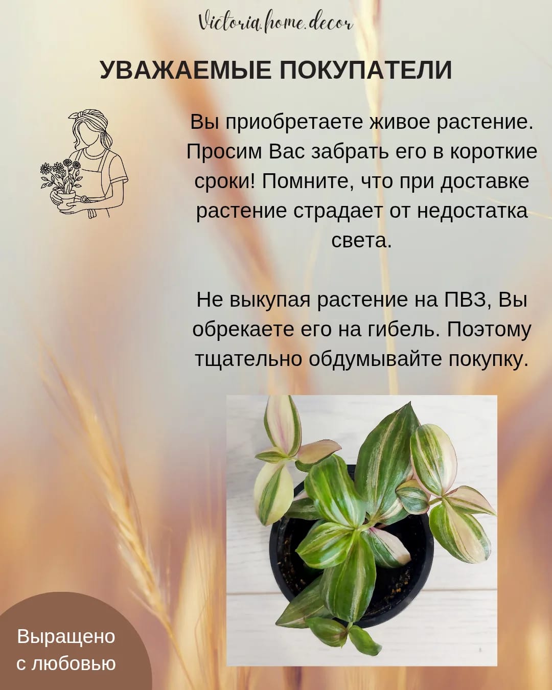 Традесканция Zebrina Discolor multicolor/ Зебрина Мультиколор тайская вариегатная — фото 13