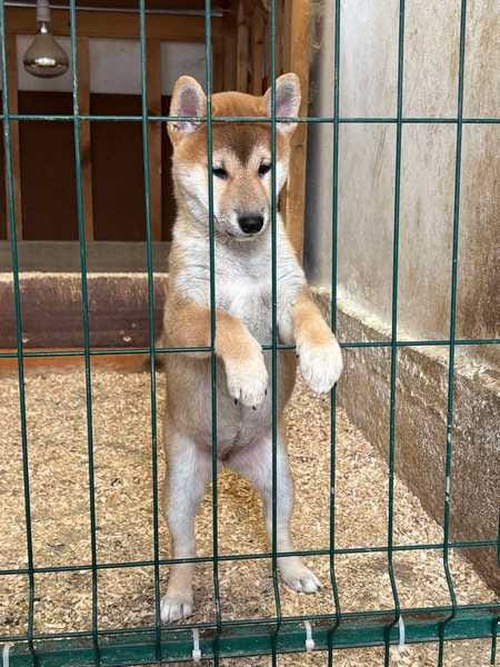 Щенки сиба-ину от лучших родителей — фото 2