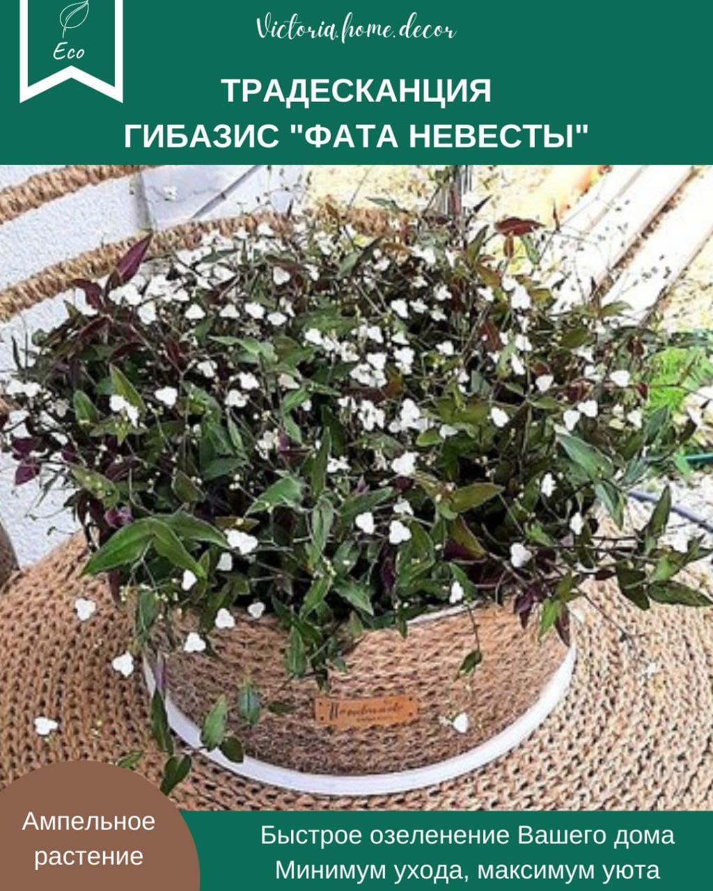 Традесканция Gibasis Bridal vail / Гибазис Фата невесты — фото 2