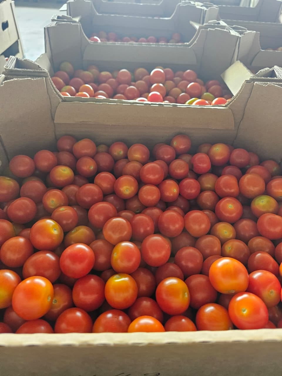 Томат черри тепличный — фото 3