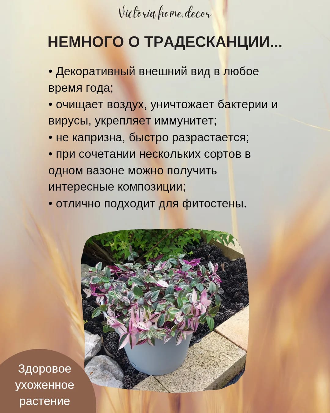 Традесканция Mundula Lisa/Мундула Лиза — фото 4