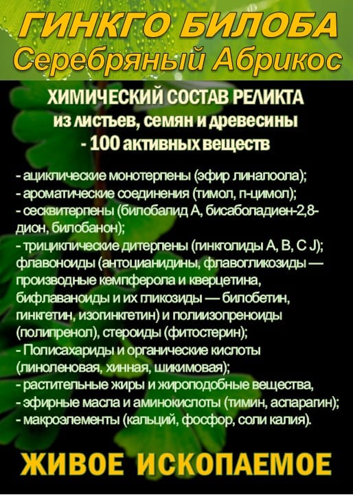 Функциональны чай. Листья Гинкго двулопастного Ginkgo Bilobae folia — фото 2