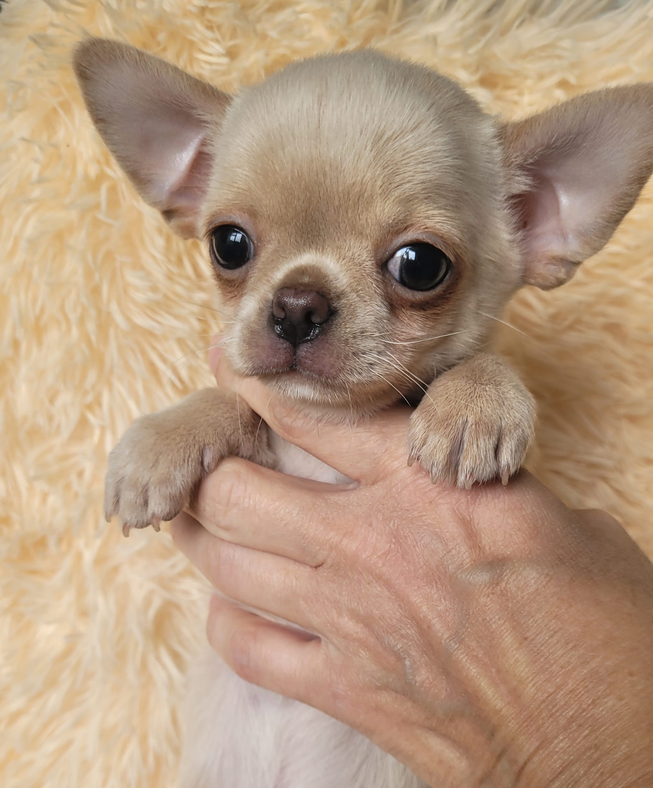 Чихуахуа щенки — фото 3