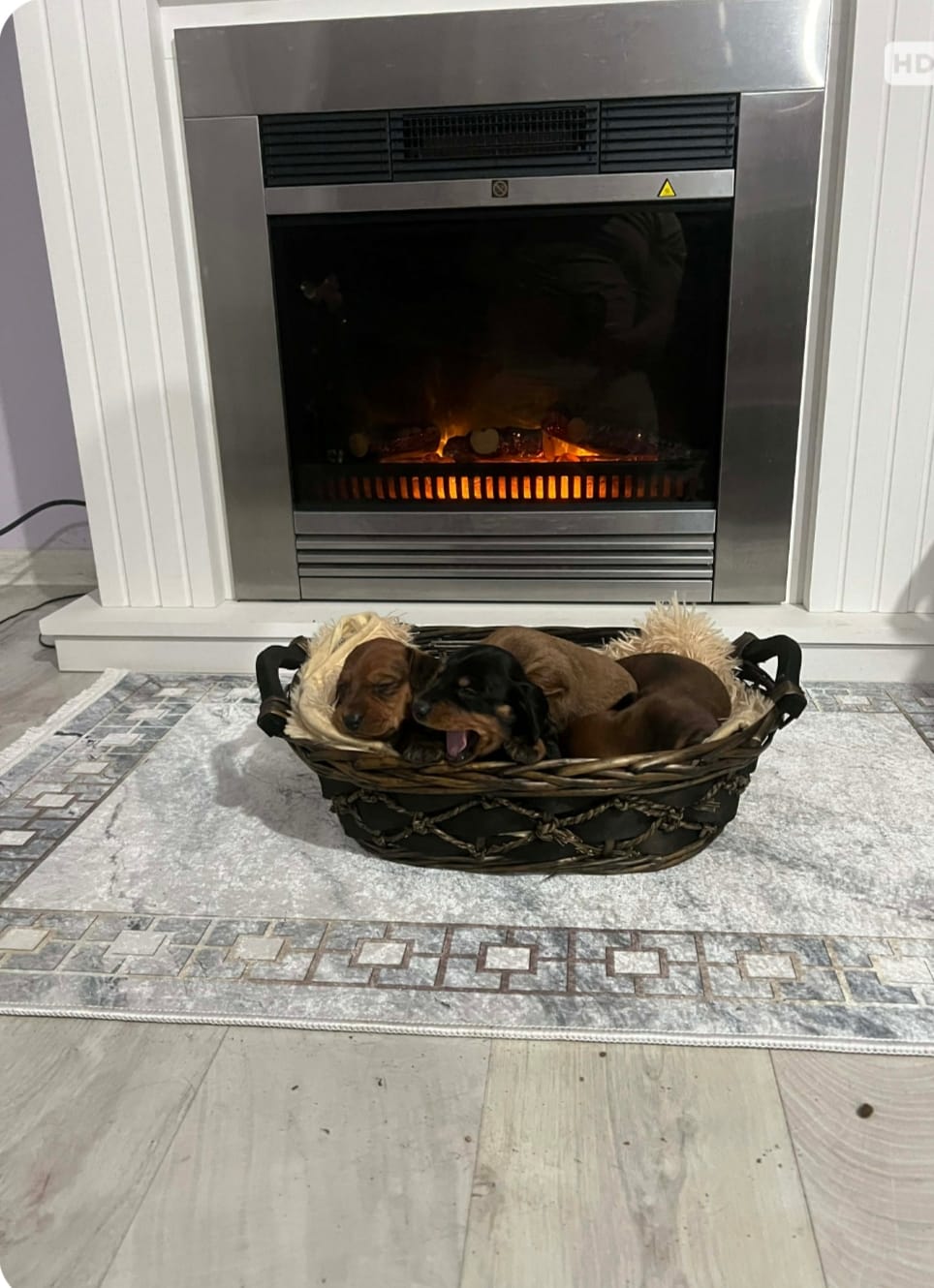 Короткошерстные таксы — фото 9