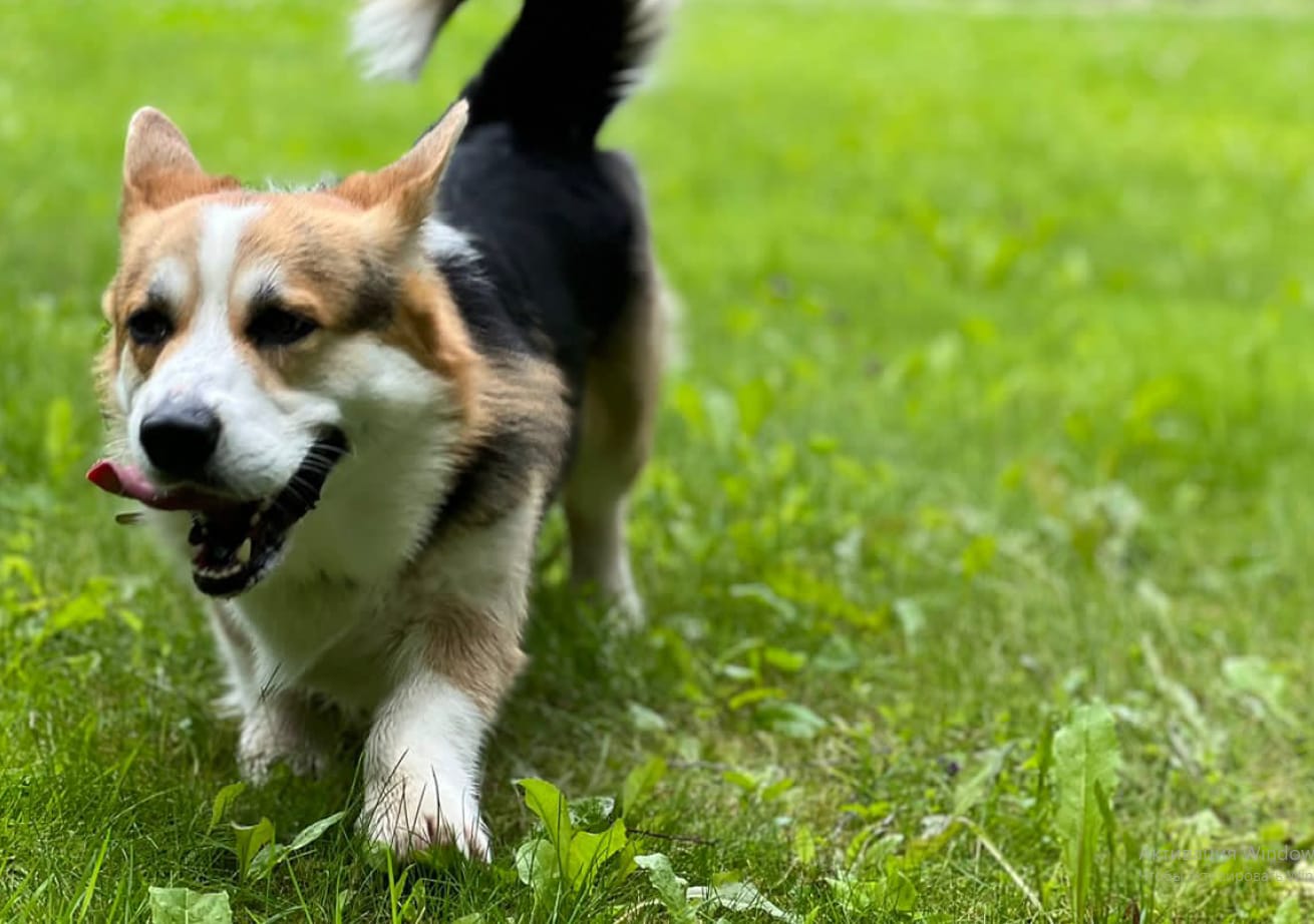 Участок ЛПХ 24 сотки с источником питьевой воды, Острогожский р-он — фото 2